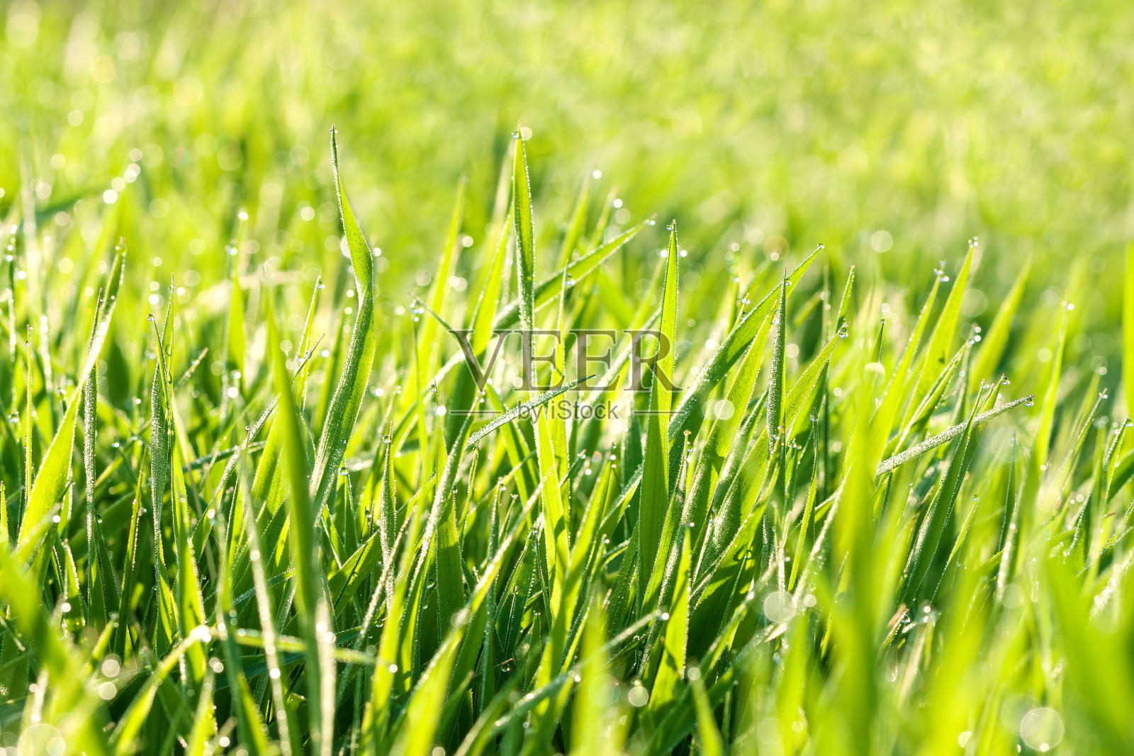 春天用青草和露珠模糊了草坪照片摄影图片