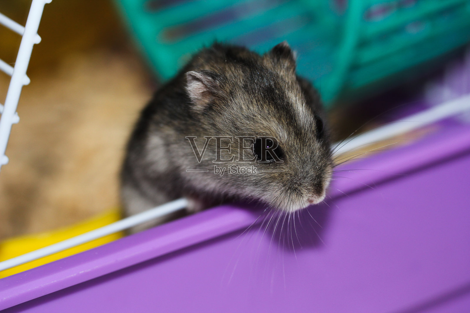 小小的准噶尔鼠，可爱的啮齿动物在家里的笼子里照片摄影图片