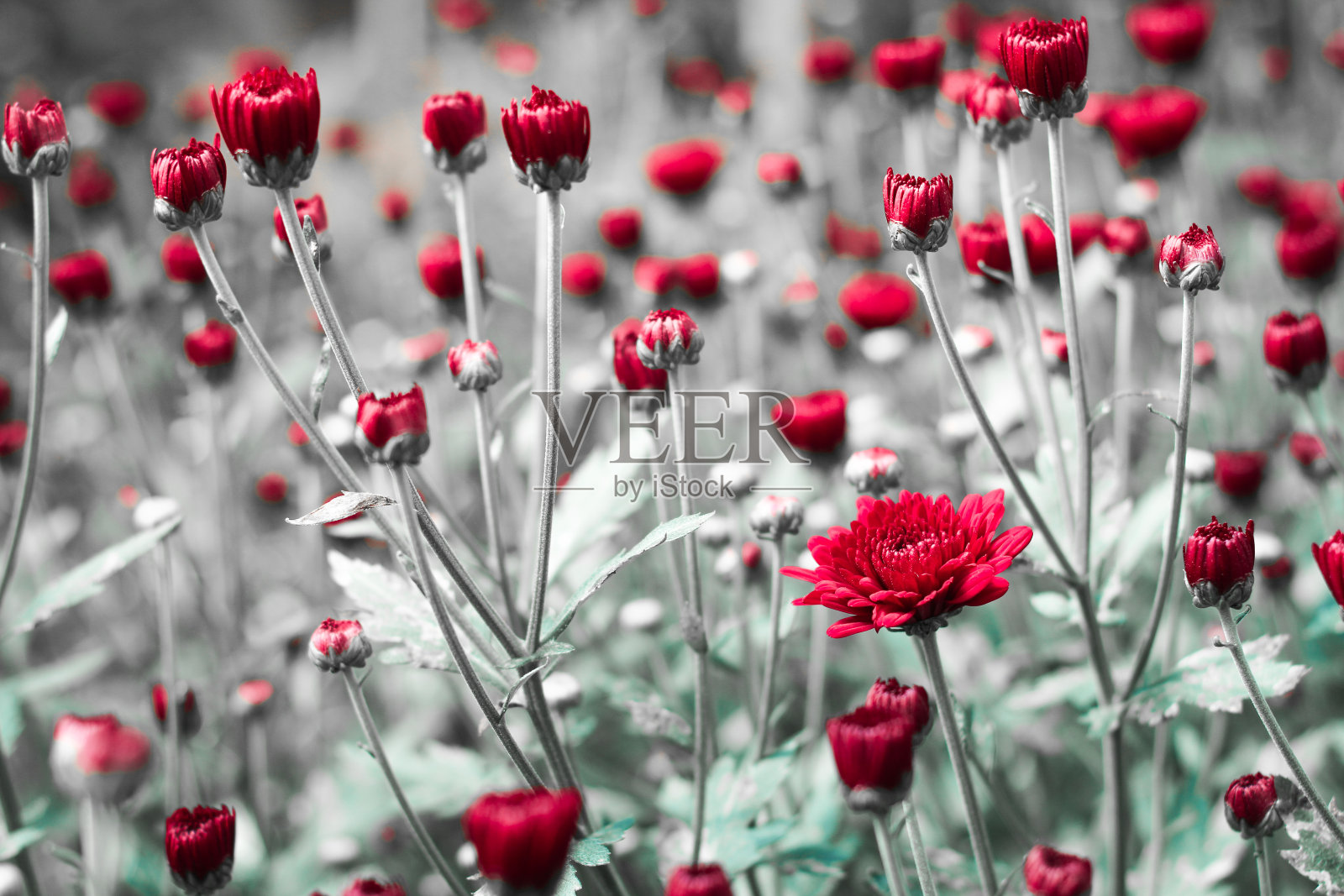 美丽的红色的花照片摄影图片