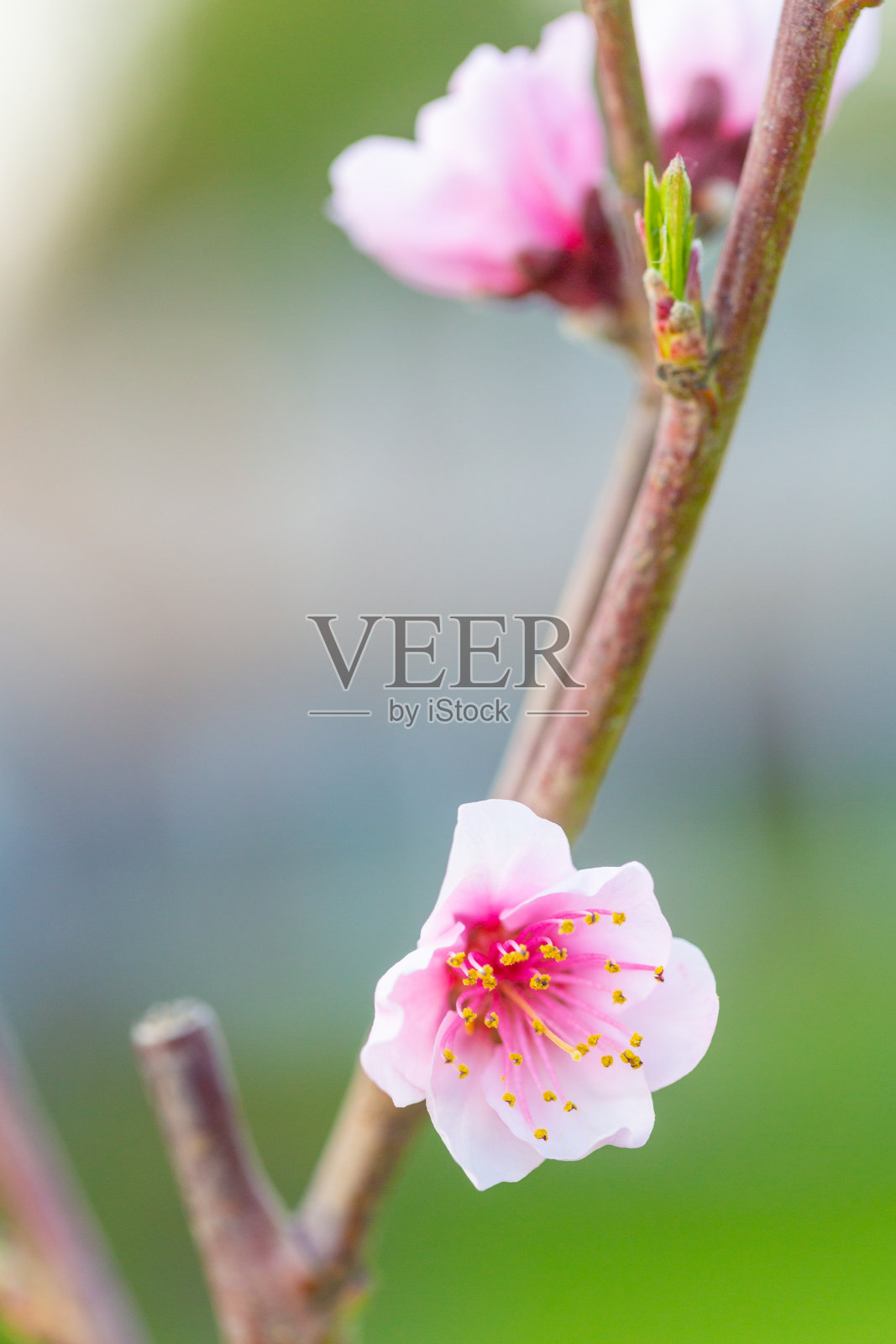 霜桃树粉红花朵垂直形象照片摄影图片