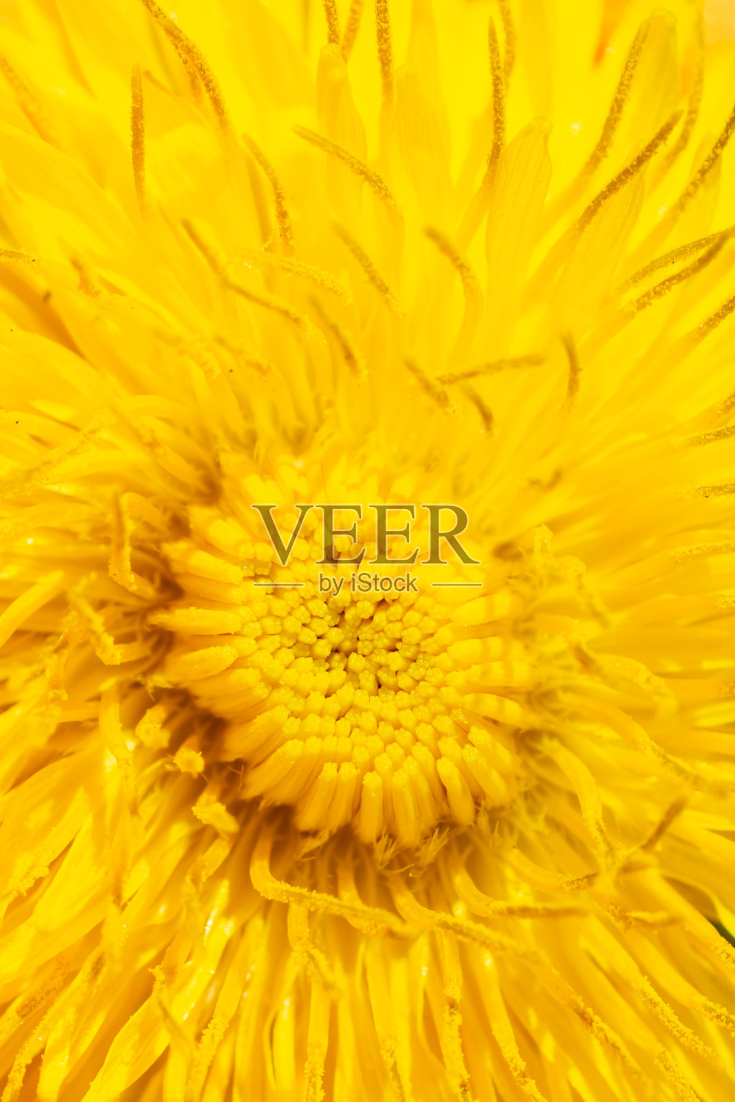 黄色的蒲公英花与可见的细节。背景照片摄影图片