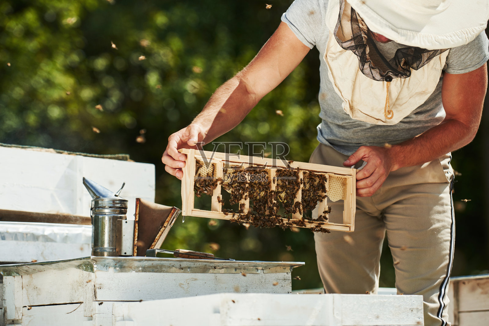 绿色的树木。养蜂人在阳光灿烂的日子里在户外用装满蜜蜂的蜂巢工作照片摄影图片