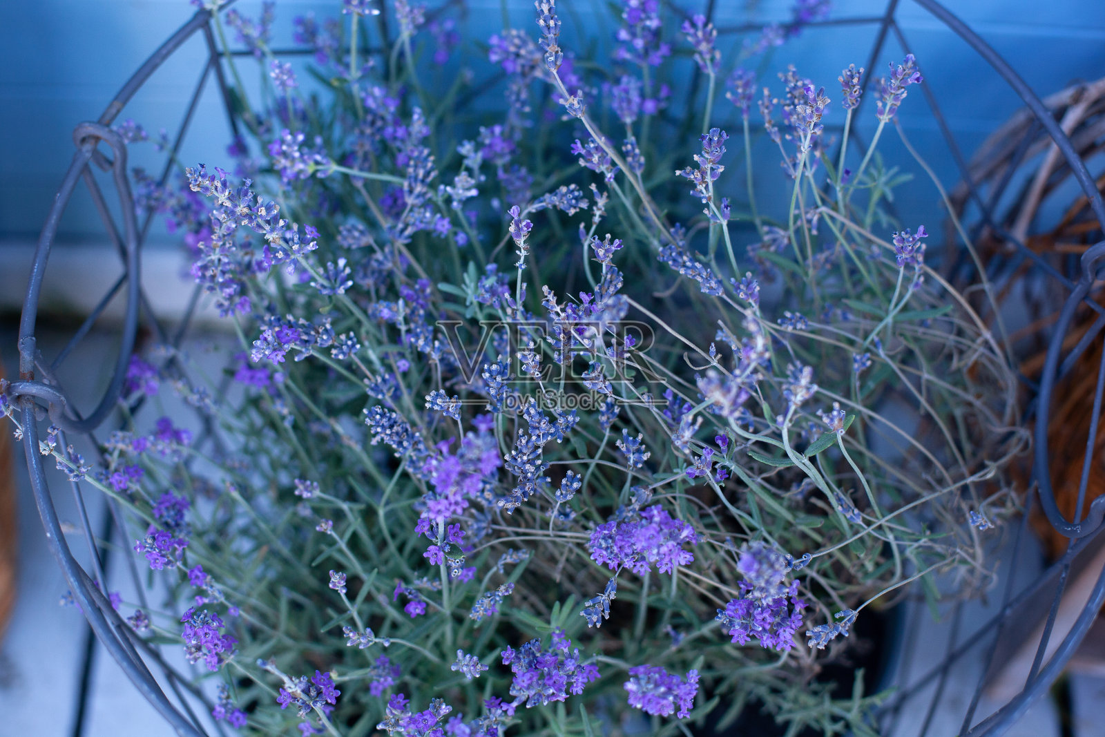 小蓝花在一个色调上的柔和的蓝色背景户外特写微距。花的背景。装饰花园的花。鲜花花束。自然和春天的背景。薰衣草照片摄影图片