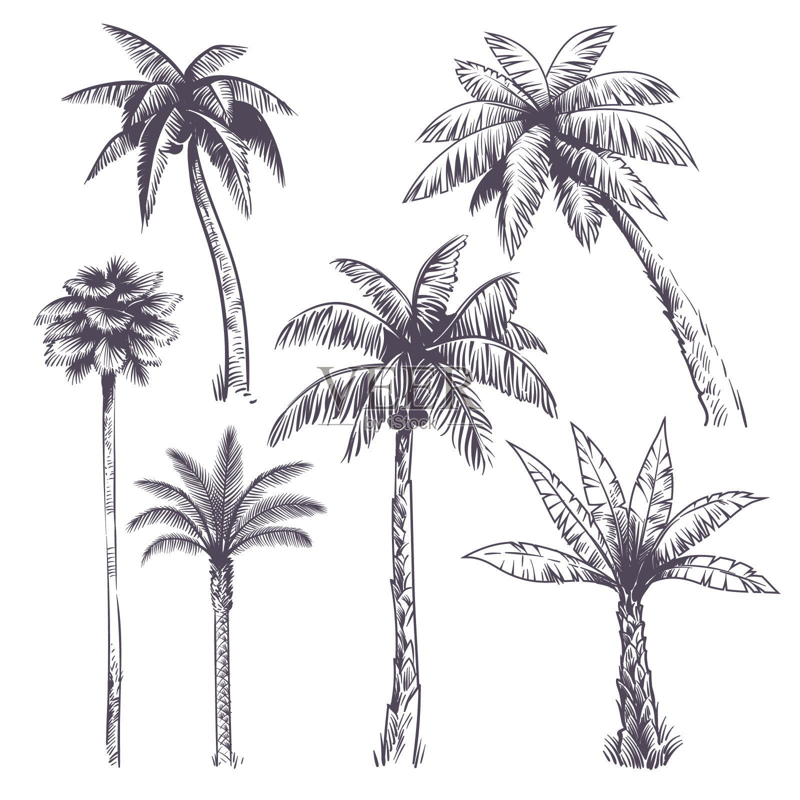 素描棕榈树。手绘热带椰子树，非洲植物。夏威夷暑假版画绘画矢量孤立集设计元素图片