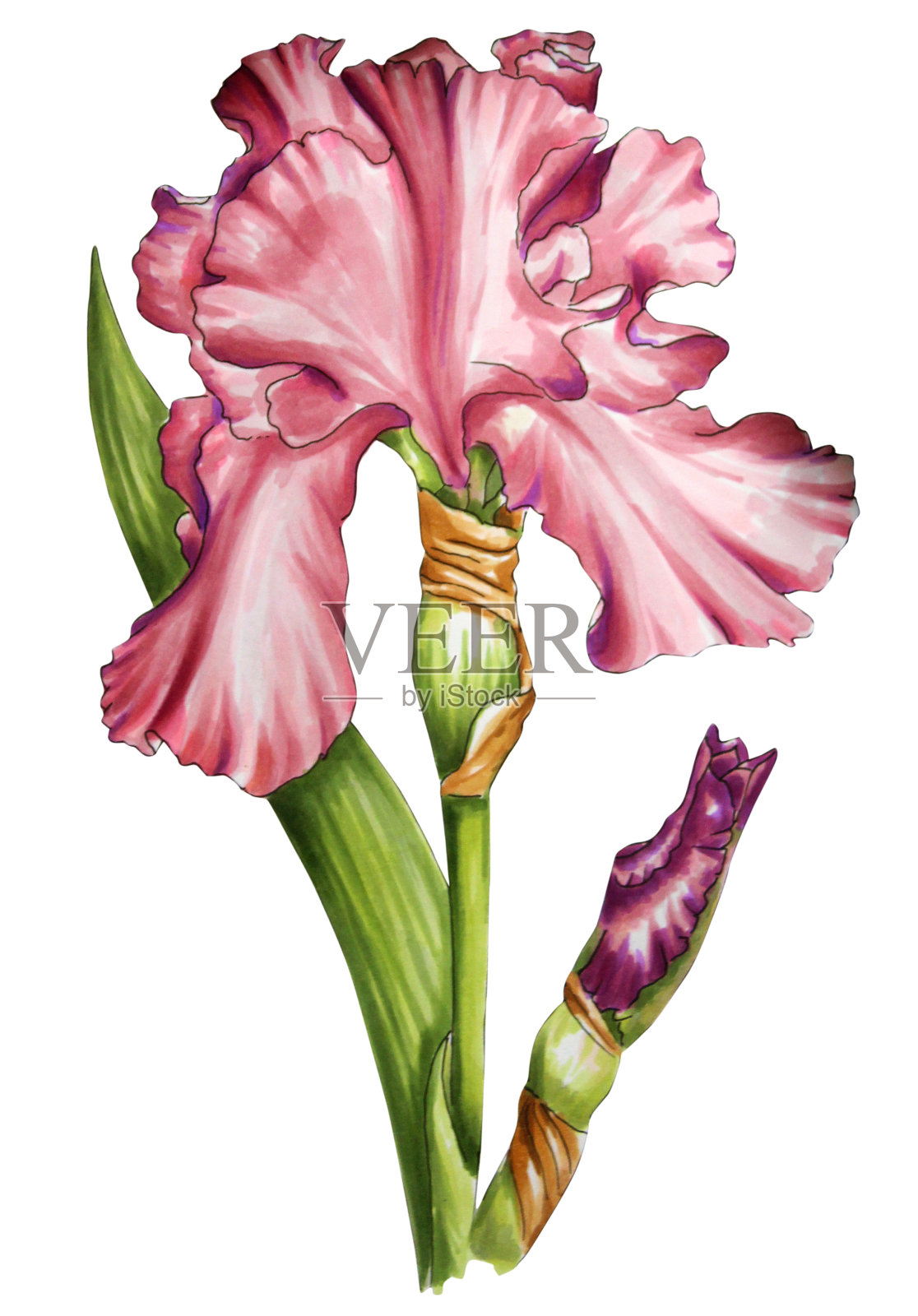 白色背景上美丽的粉红色蝴蝶花插画图片素材