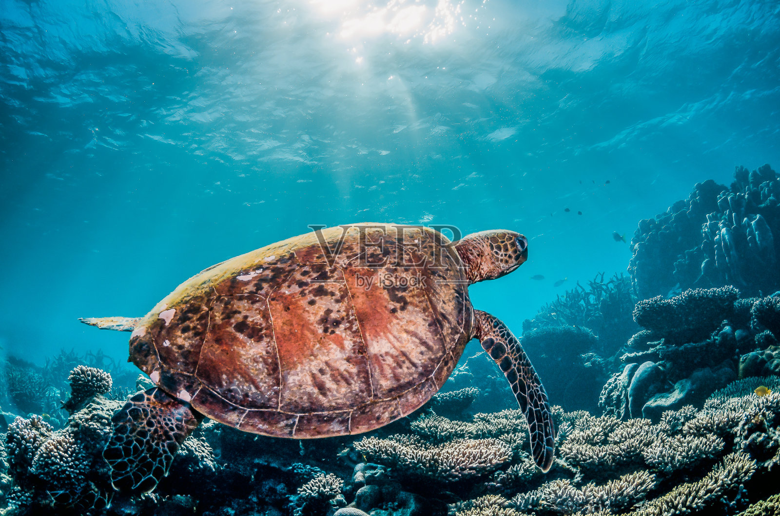 绿色海龟自由自在地在野外的珊瑚礁形成照片摄影图片