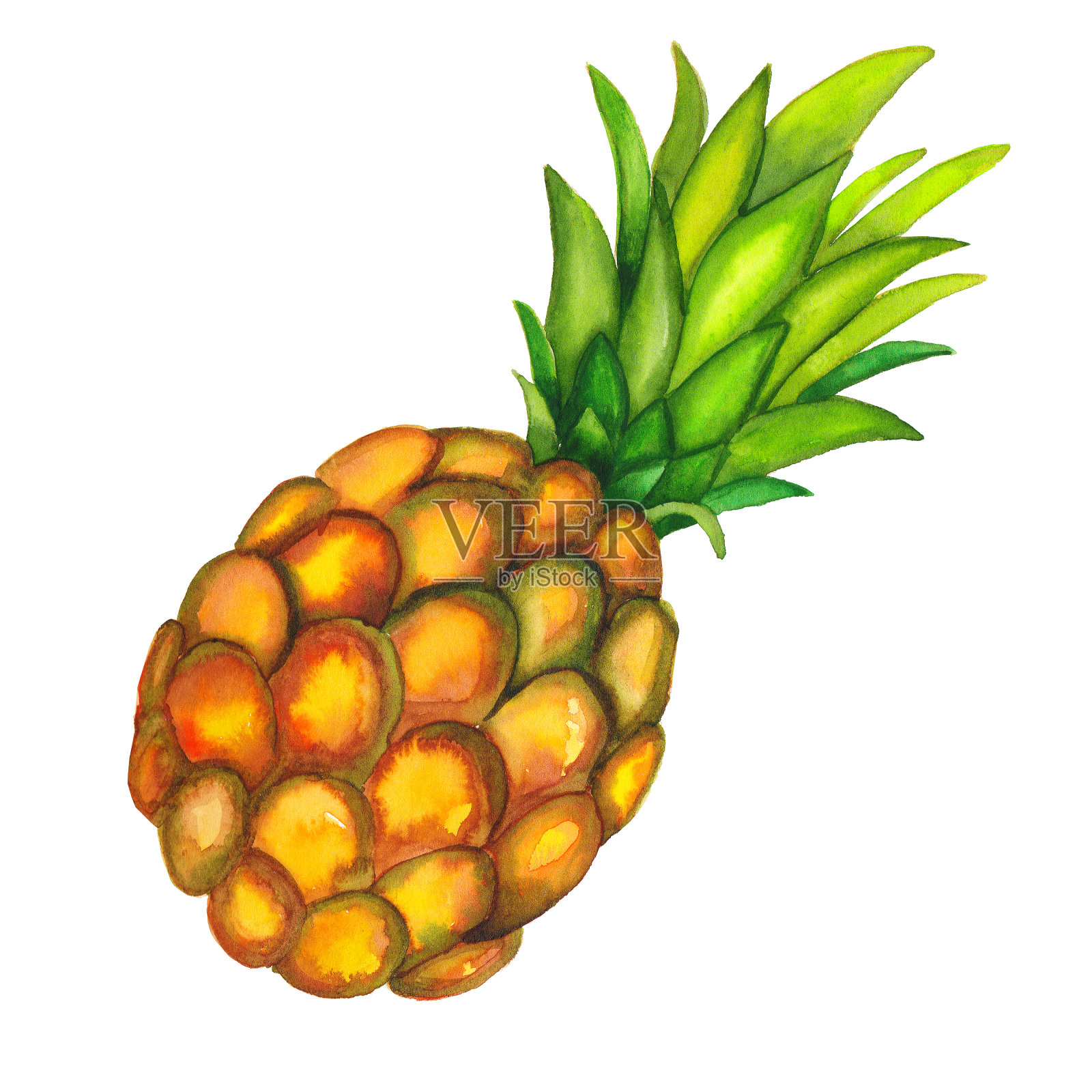 水彩菠萝果实整个与叶子近距离孤立在白色的背景插画图片素材