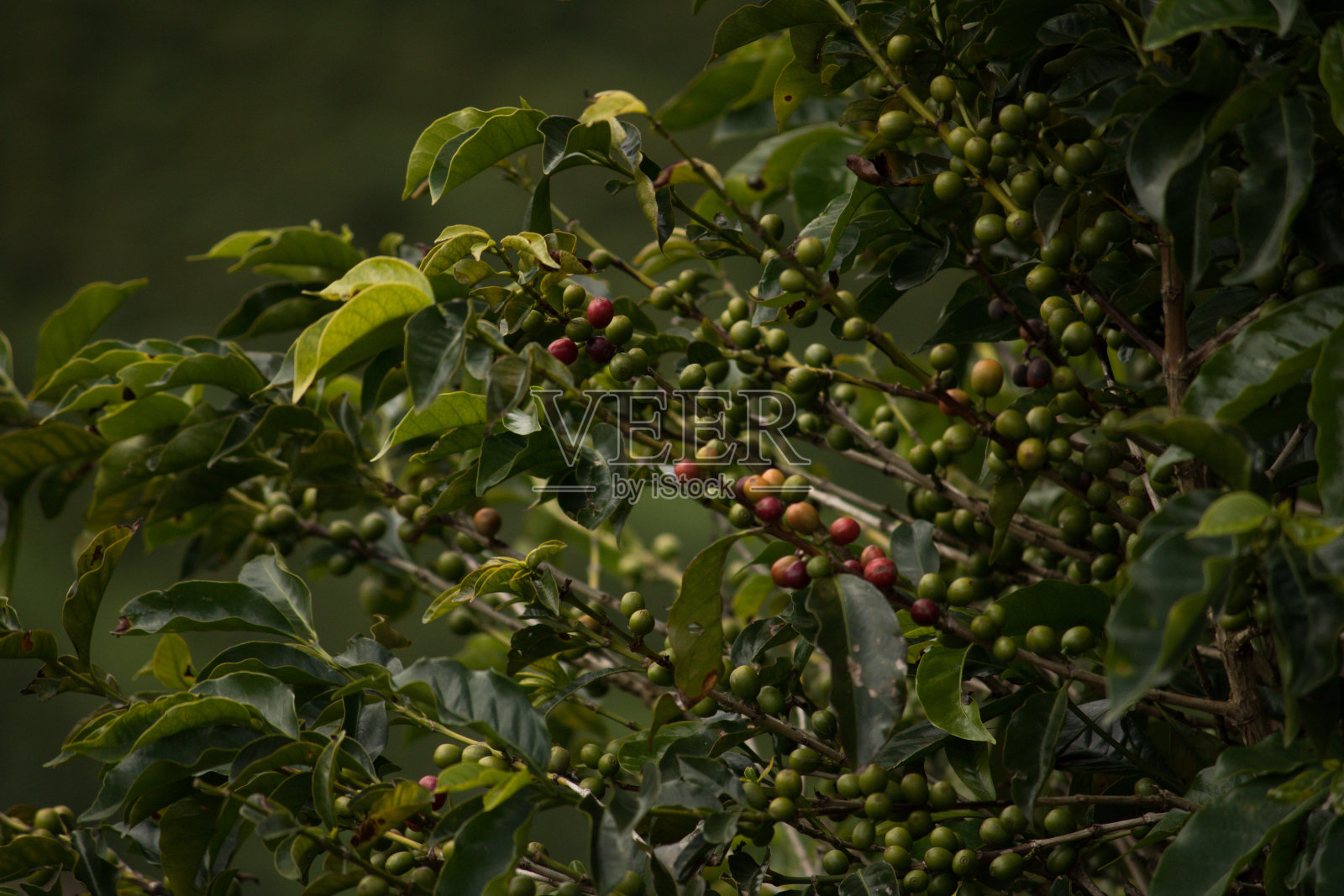 咖啡树还结着绿色的果实照片摄影图片