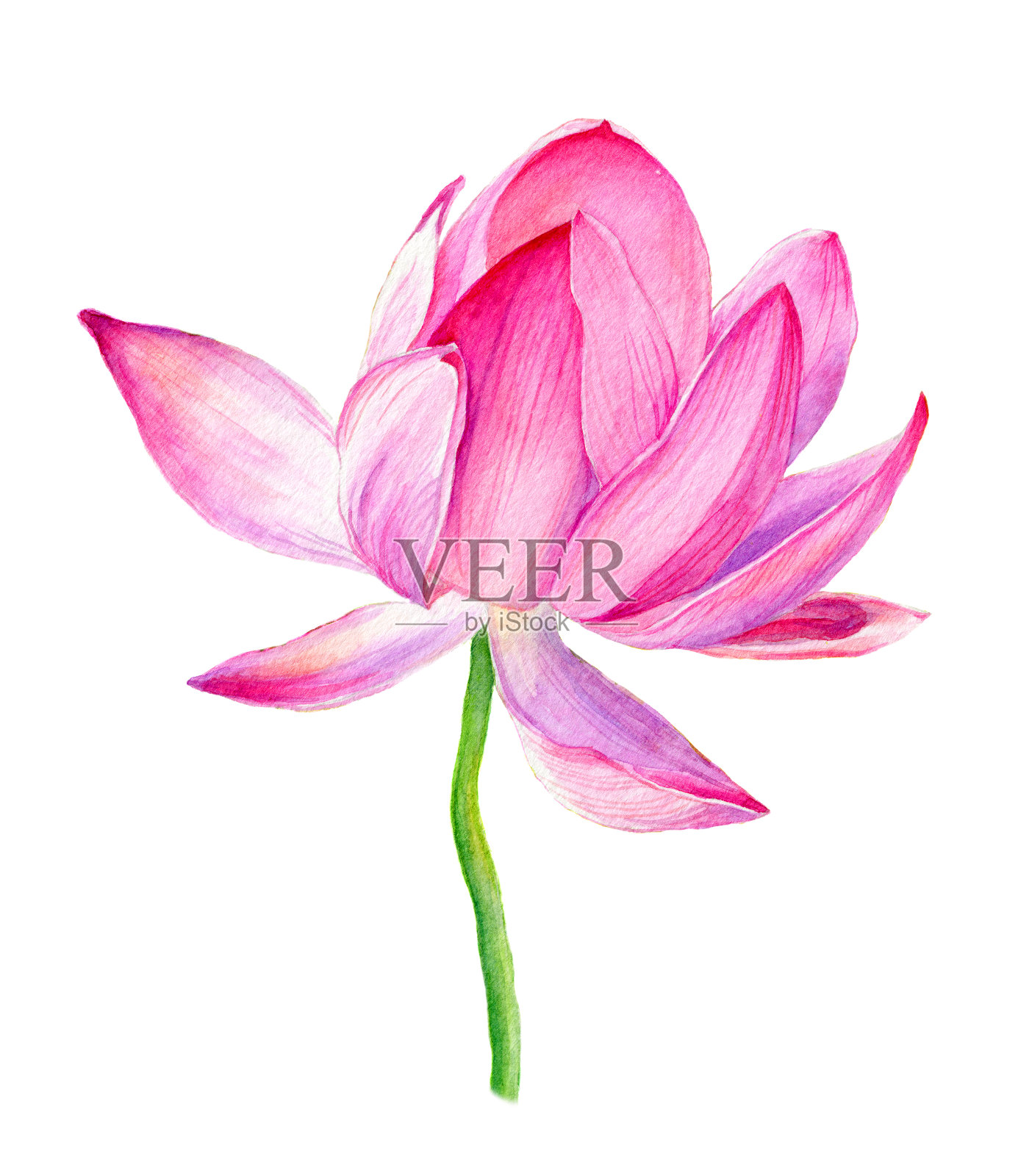 手绘荷花粉色水彩植物插画。设计元素图片