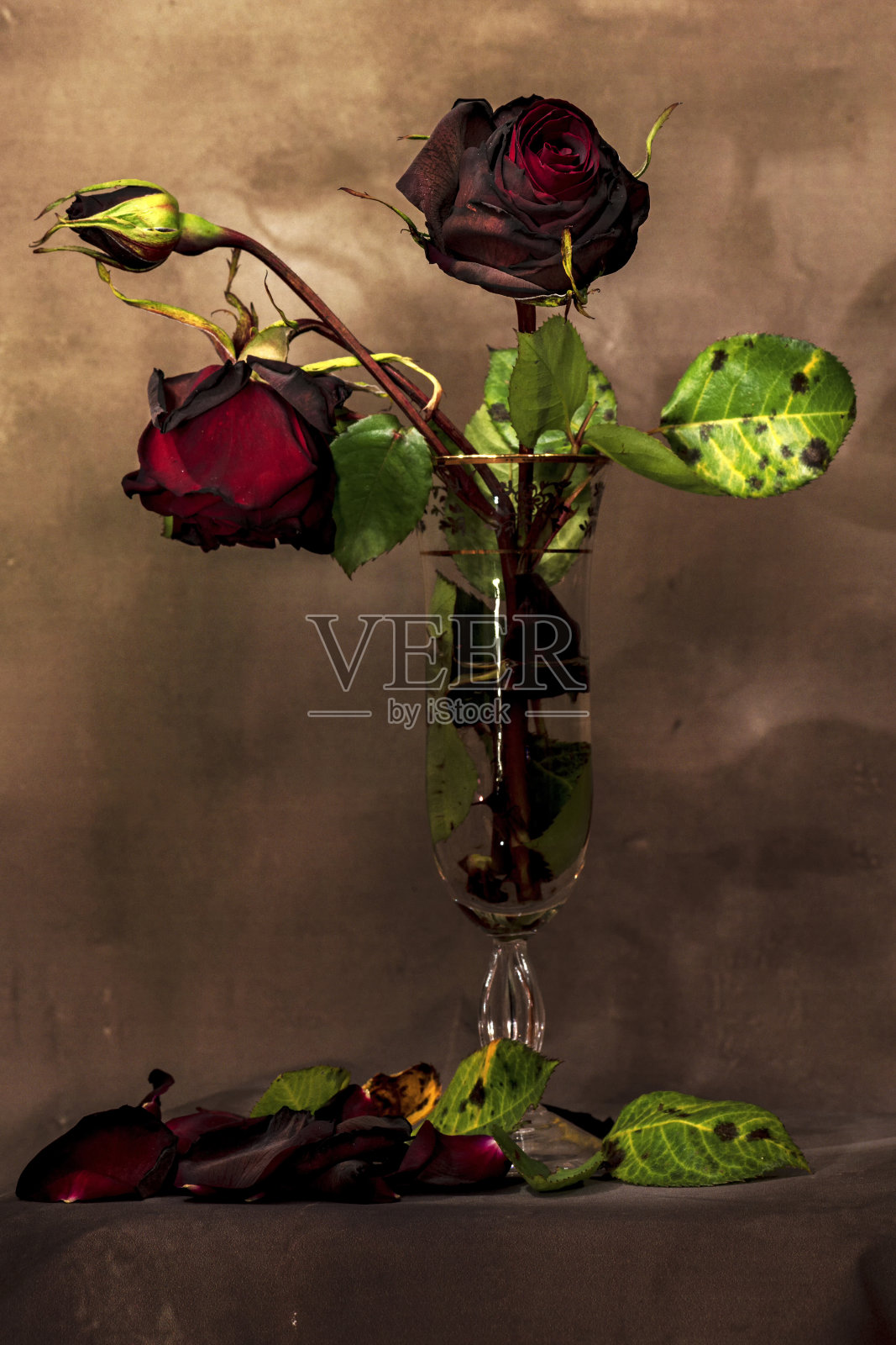 一束干玫瑰的静物画。照片摄影图片