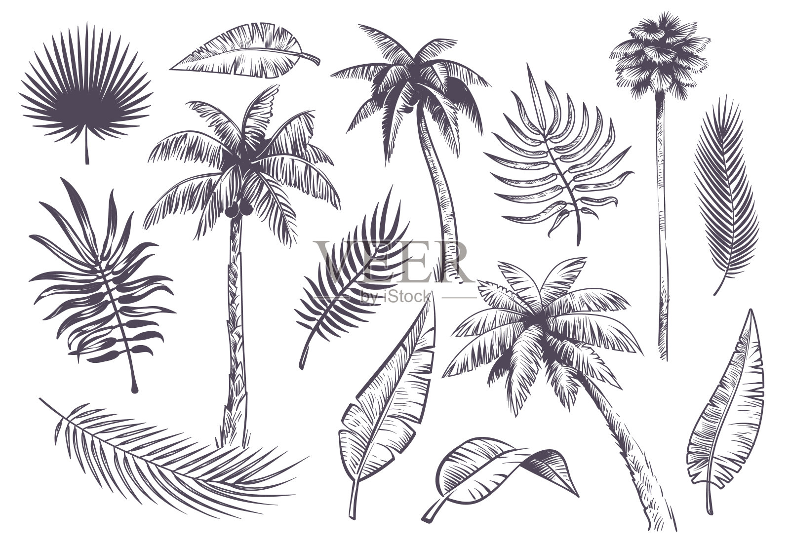 画出棕榈树和树叶。手绘热带棕榈树和叶子，黑色线条剪影异国植物夏威夷自然，雕刻向量集设计元素图片