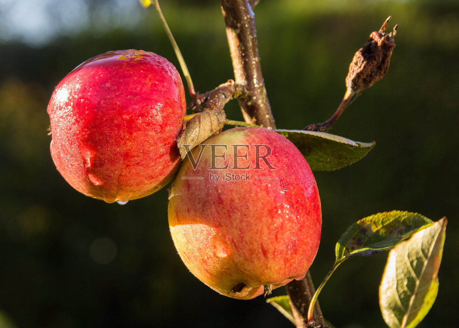 秋天的苹果照片摄影图片