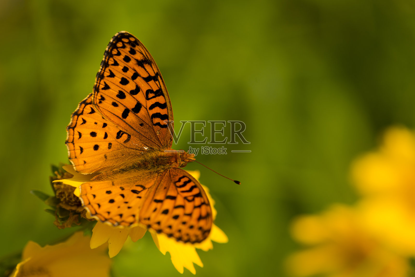 橙色蝴蝶在黄花上照片摄影图片