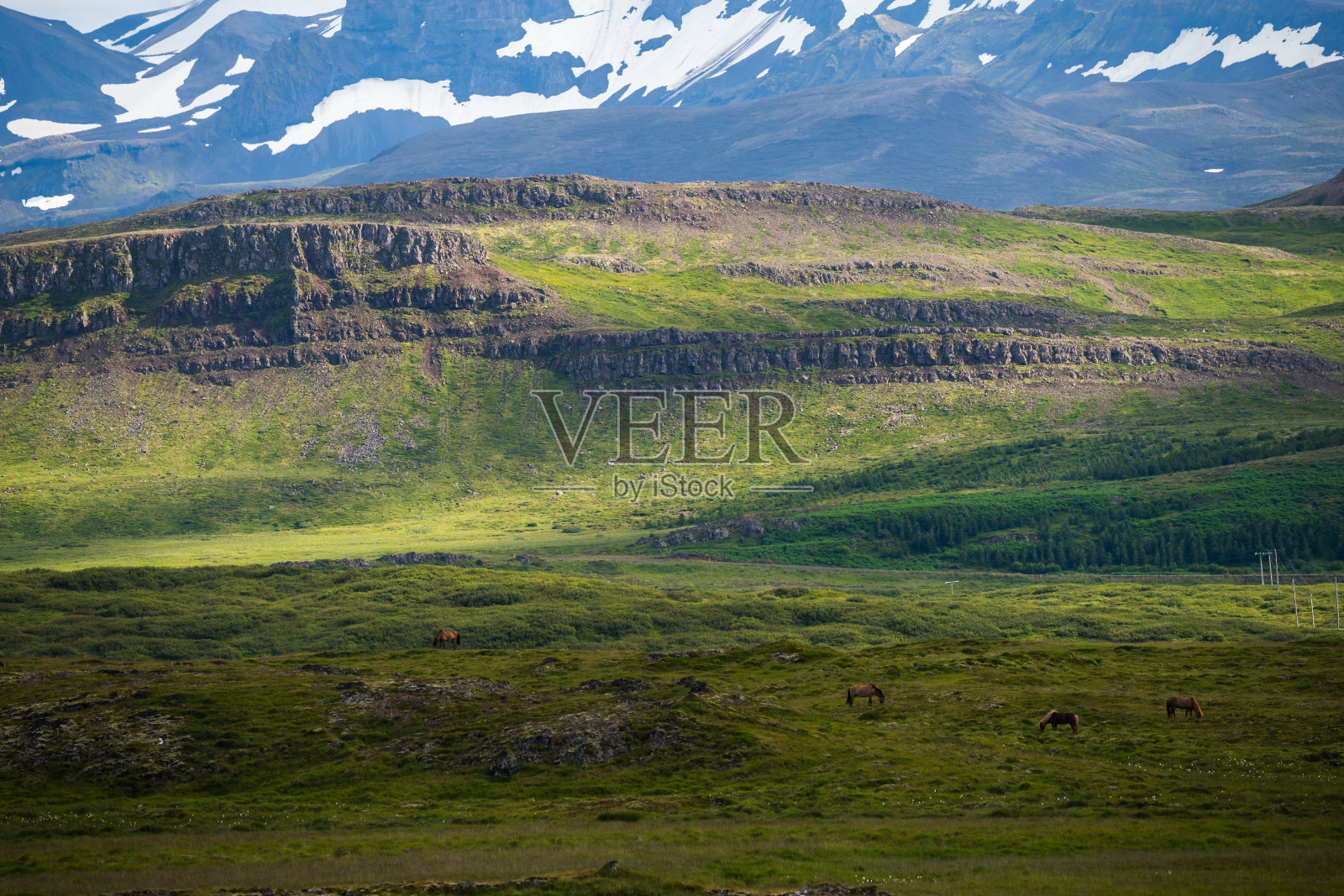 冰岛的马在冰岛的大山前的照片照片摄影图片