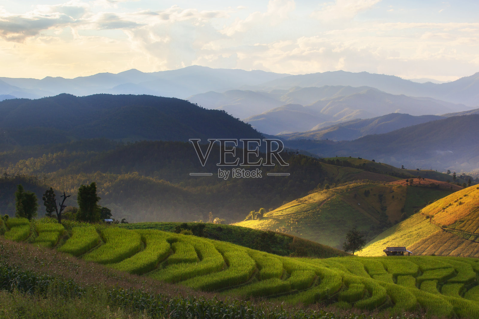 泰国清迈Pa Pong Piang山山谷乡村地区的水稻梯田。照片摄影图片