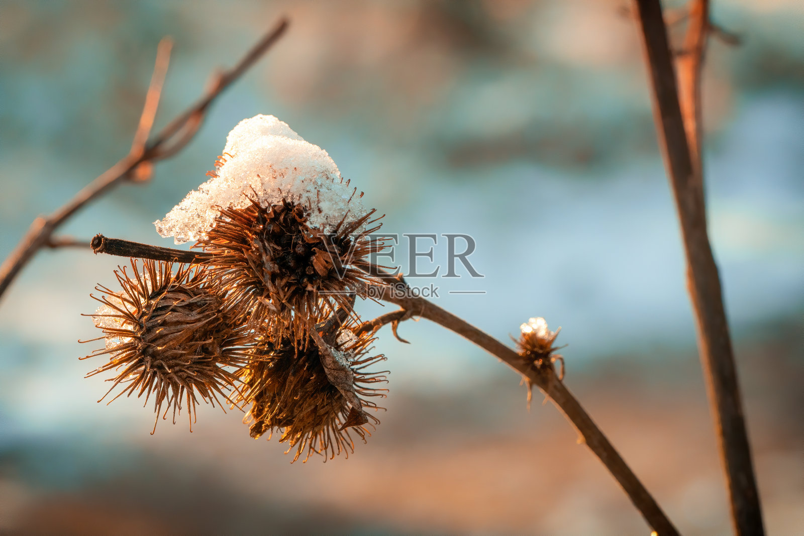 一个被雪覆盖的枯萎植物的特写照片摄影图片