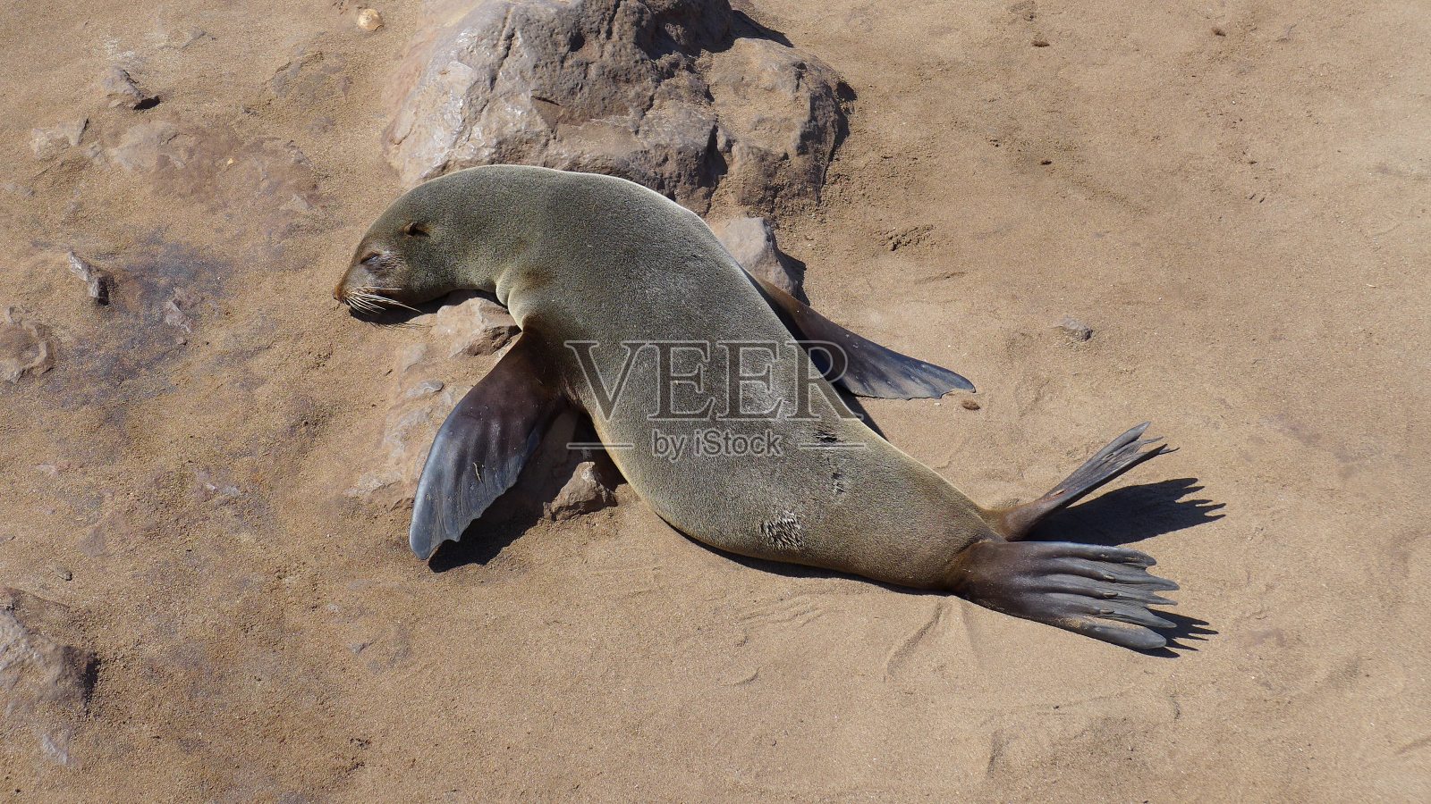在纳米比亚的十字角海豹保护区，海豹躺在沙滩上晒太阳，睡觉/放松照片摄影图片