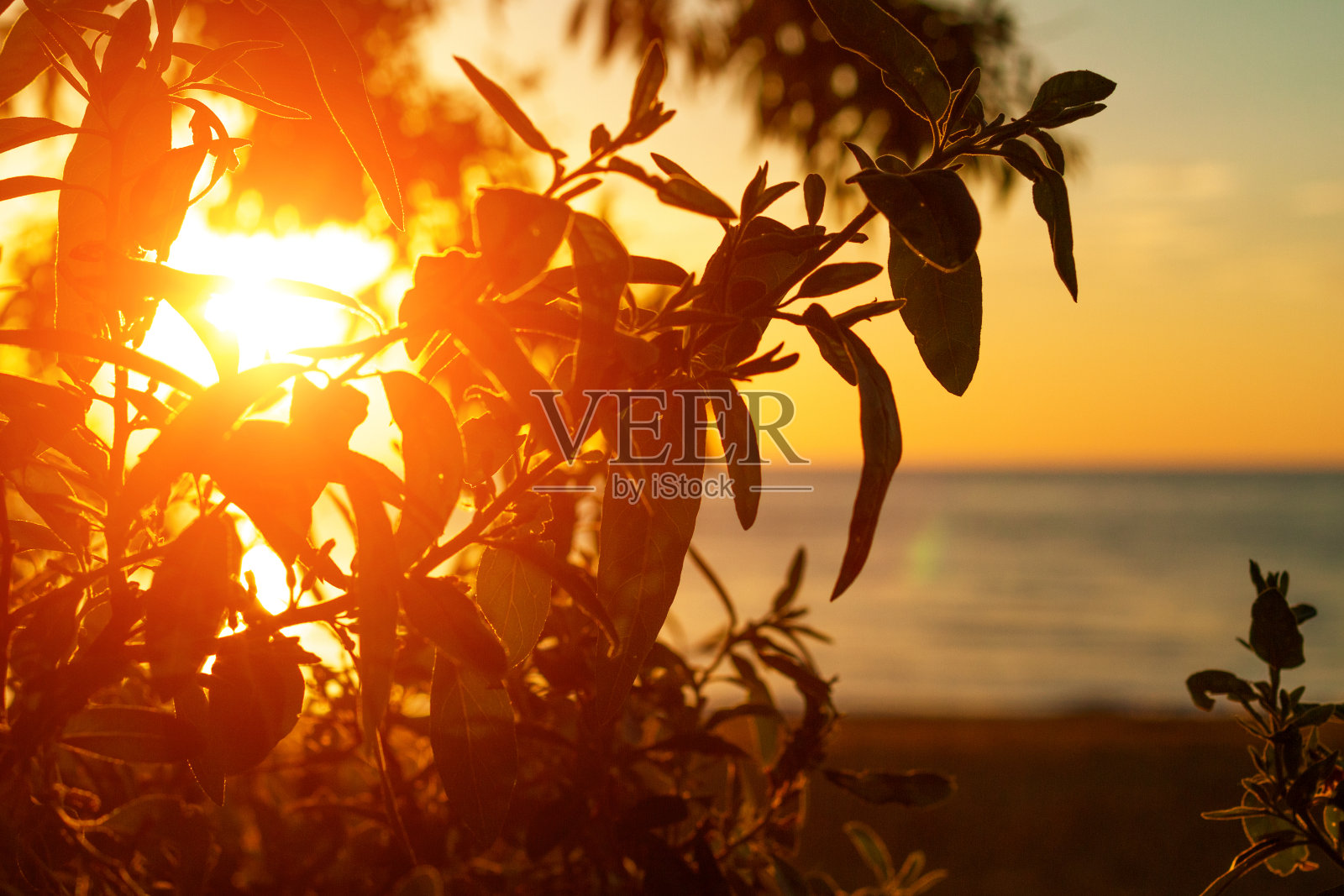 落日的余晖透过树叶照在大海的背景上照片摄影图片
