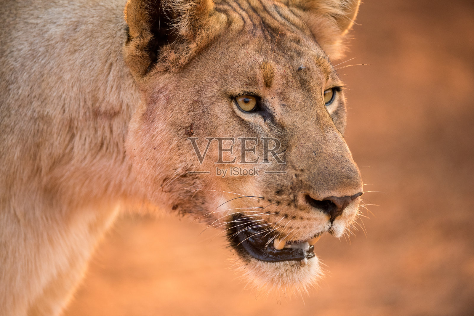 一个美丽的金色近距离肖像头部拍摄的一个行走的母狮照片摄影图片