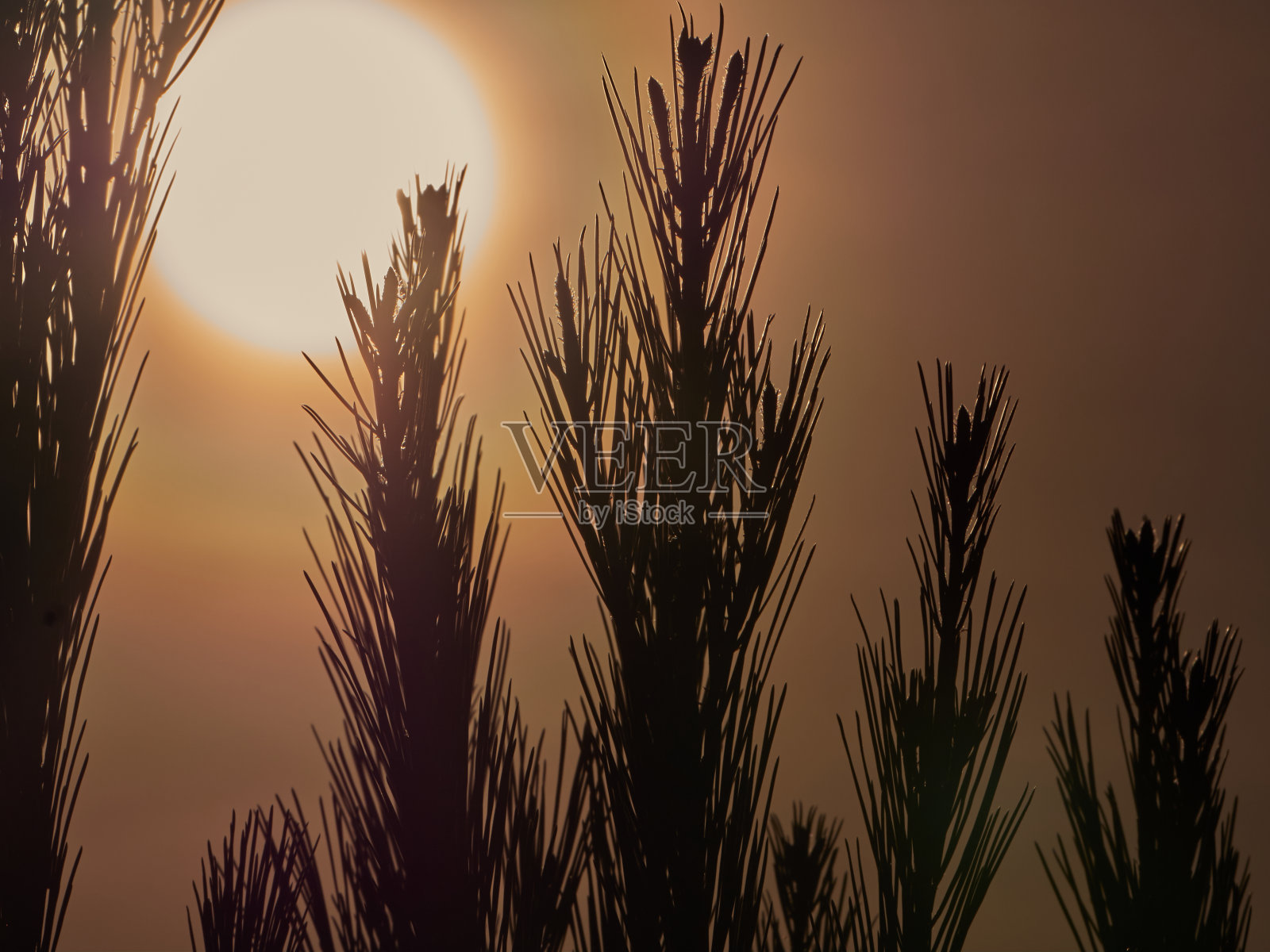 美丽的图像与松树在日出和太阳的背景照片摄影图片