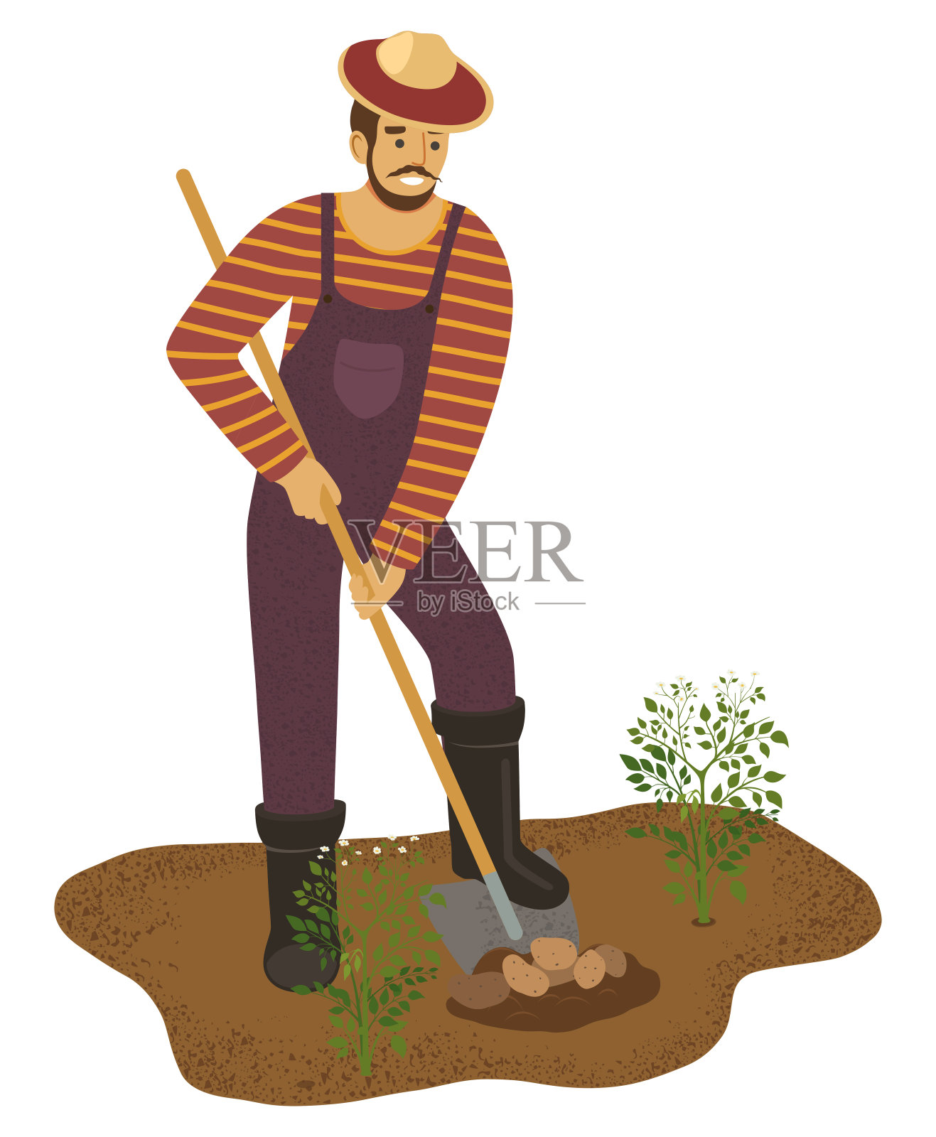 农夫正在花园里用铁锹挖土豆。插图插画图片素材