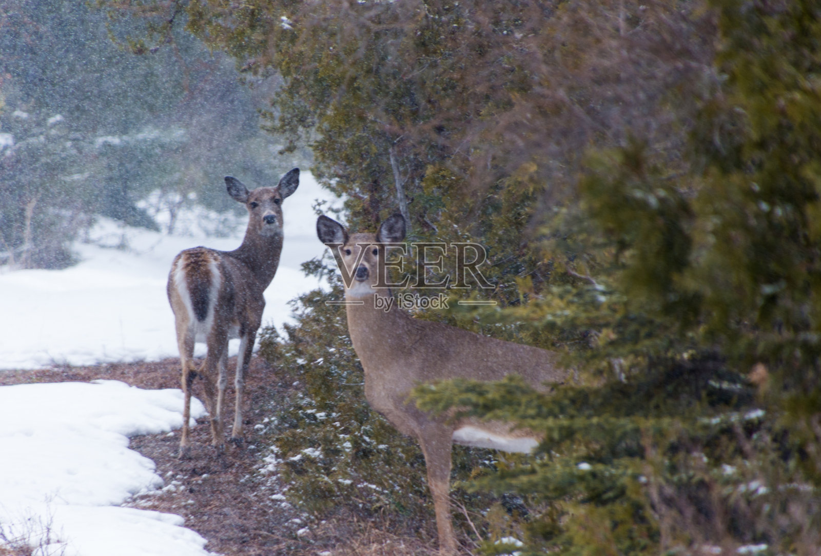 白尾鹿在冬天的雪地里看着你照片摄影图片