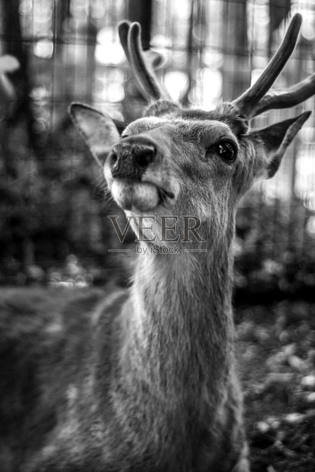奈良公园里的鹿照片摄影图片