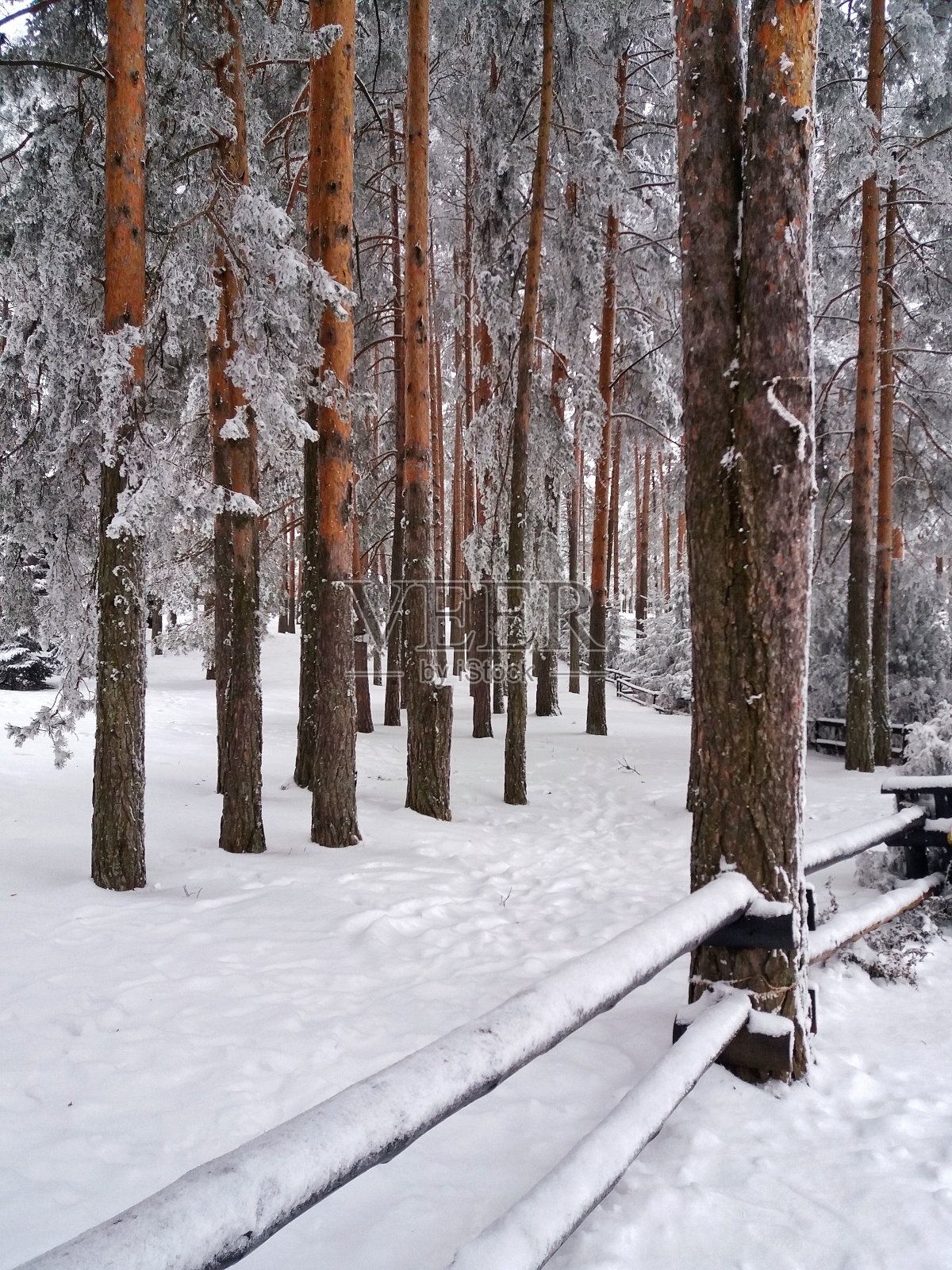 雪覆盖的树木照片摄影图片