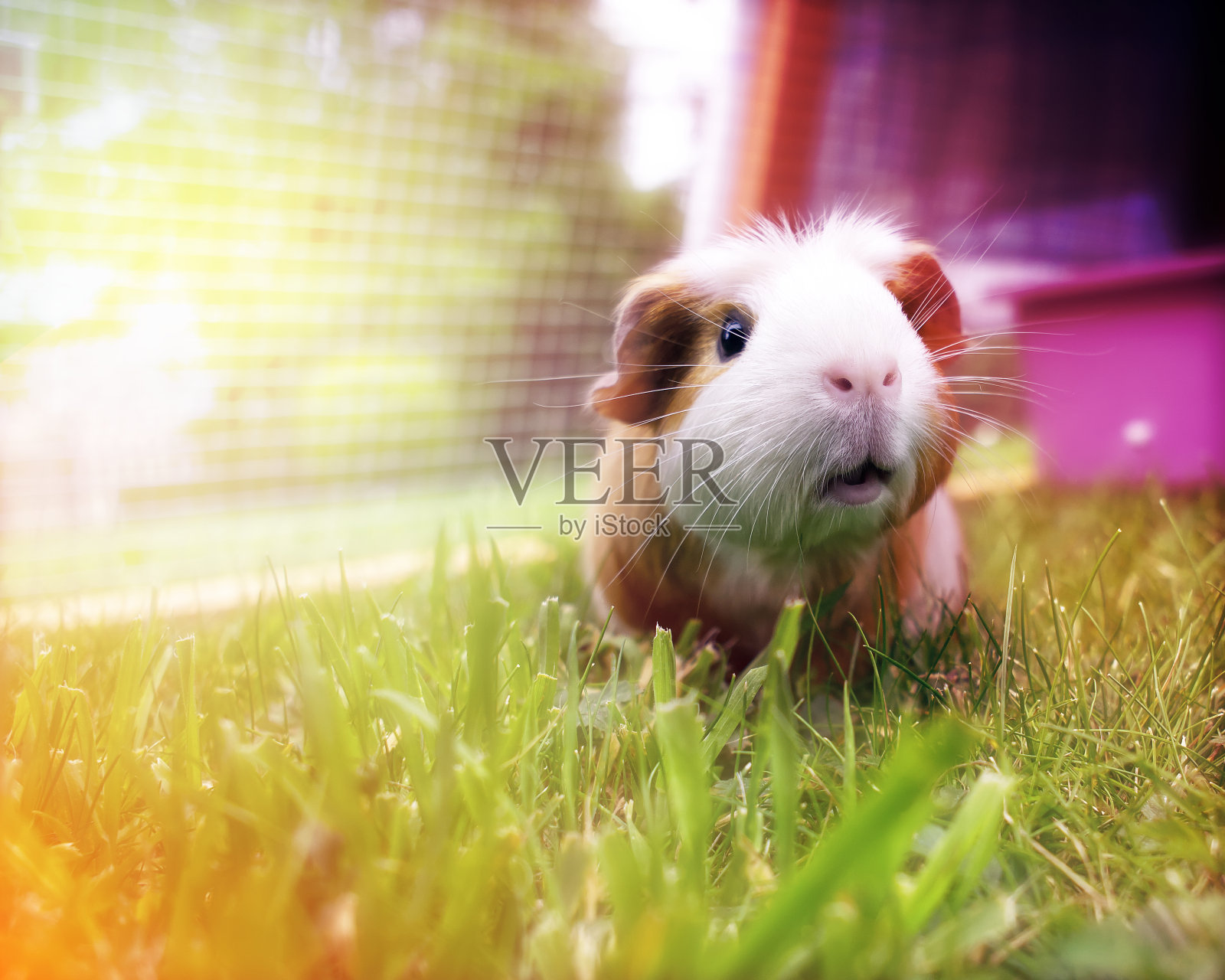 可爱的豚鼠照片摄影图片_ID:148479488-Veer图库