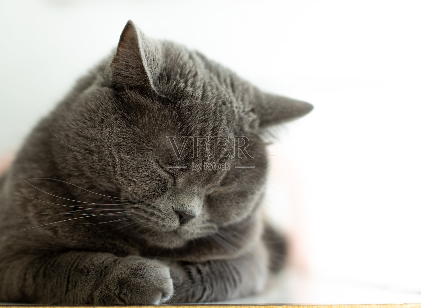 睡觉的英国猫软焦点肖像可爱的家宠物与闭上眼睛在白色的背景空间正方形格式的图片照片摄影图片
