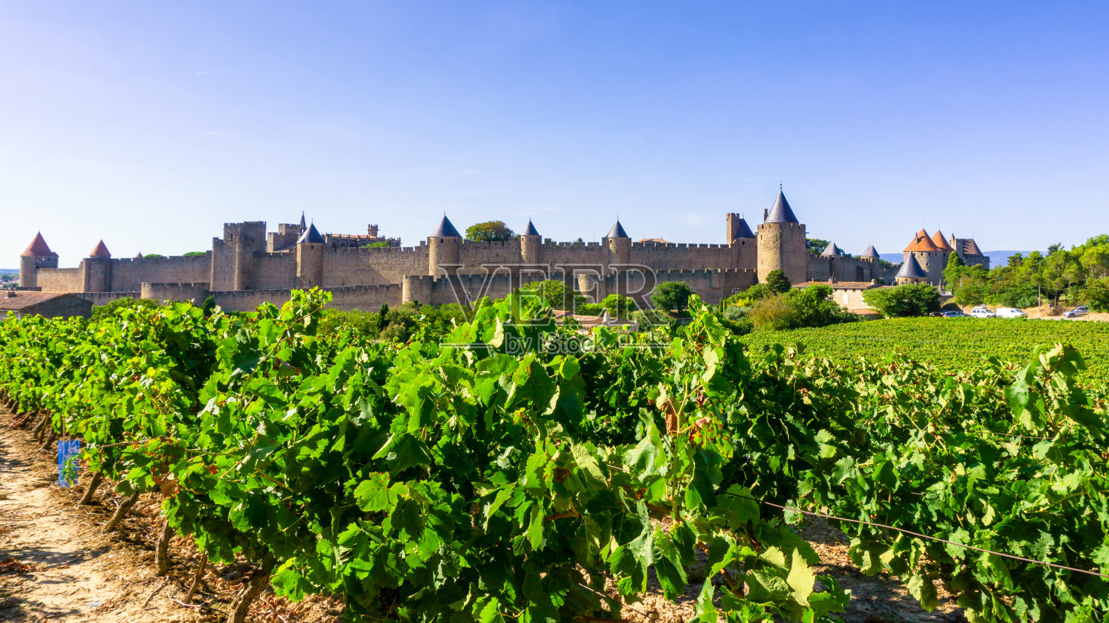排葡萄葡萄在香槟葡萄园在卡尔卡松的背景照片摄影图片