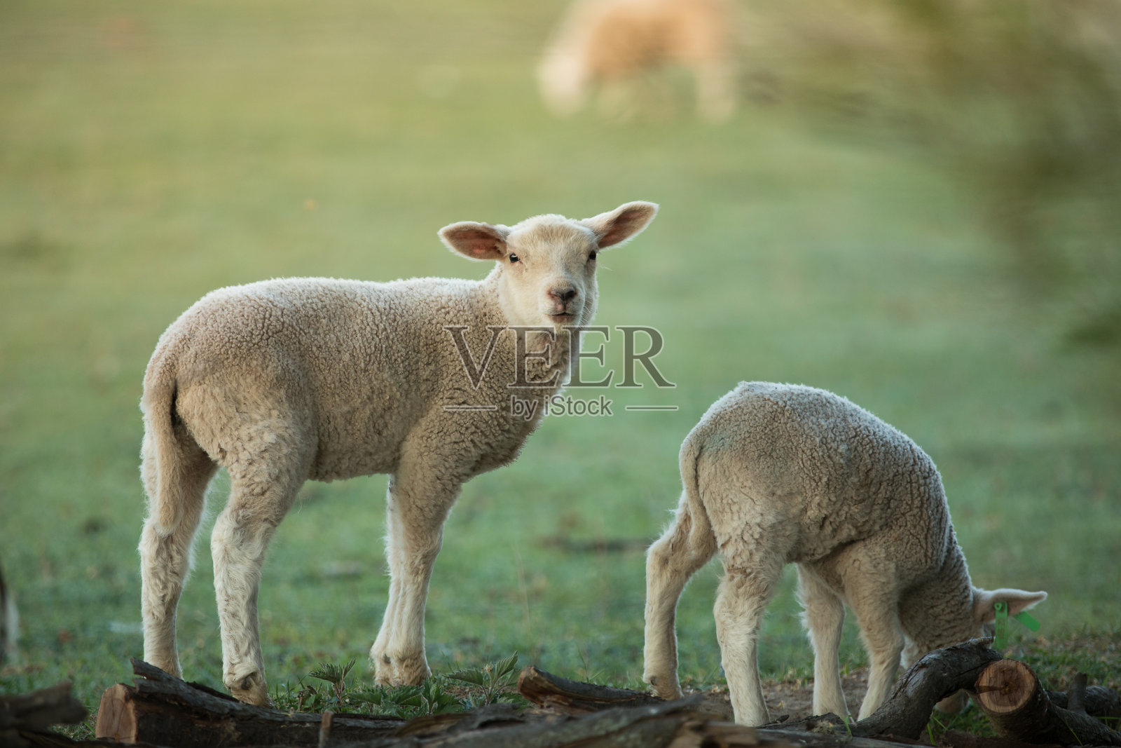 可爱的小羊羔在新鲜的绿色草地上照片摄影图片