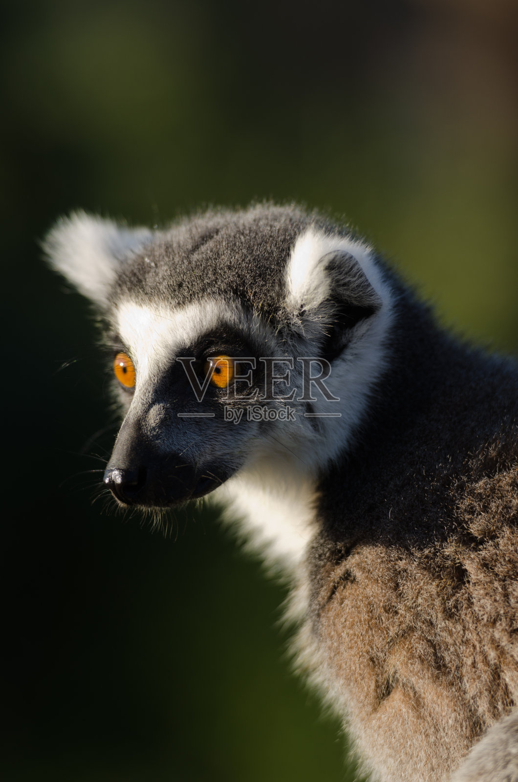马达加斯加的环尾狐猴照片摄影图片