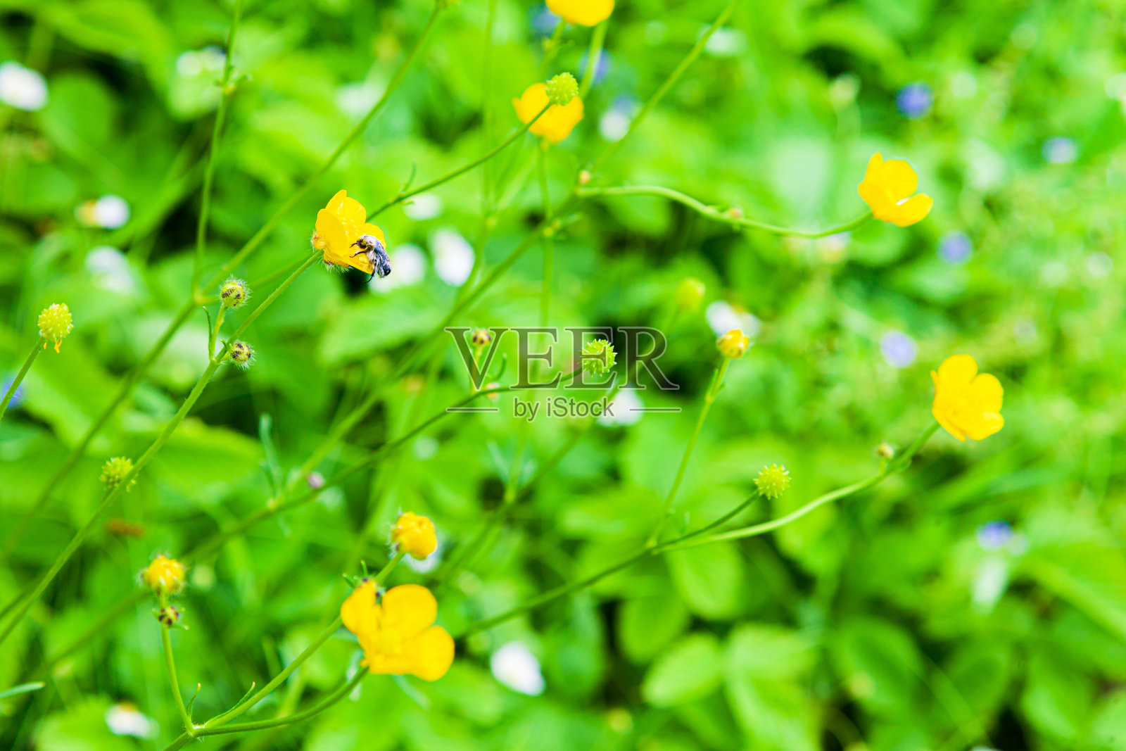花的背景与黄色和蓝色草地花。照片摄影图片