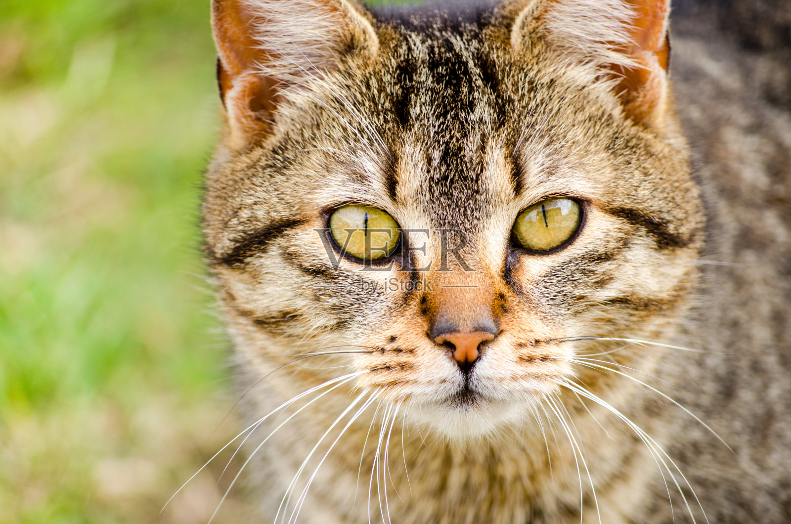 美丽的棕色虎斑猫的脸肖像在绿色的背景照片摄影图片