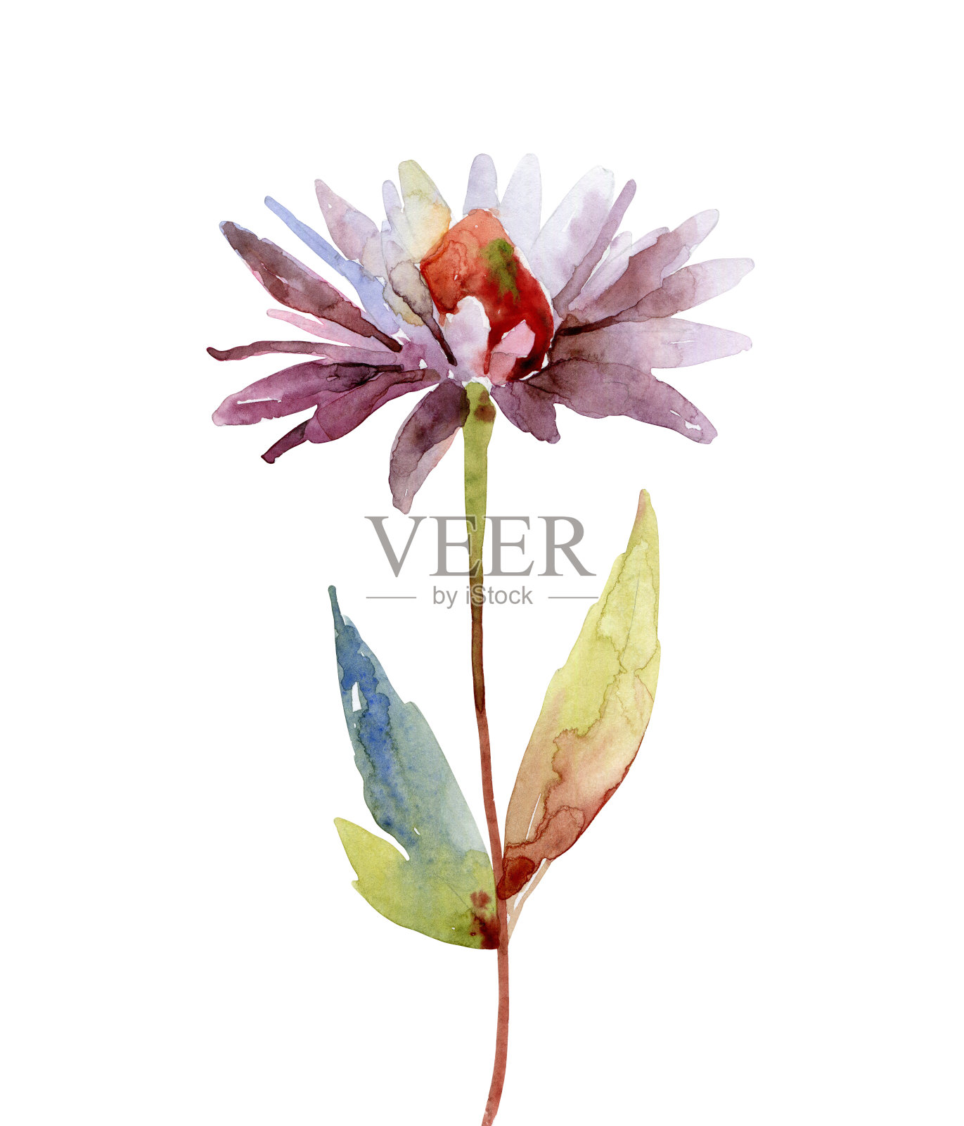 水彩紫锥菊花在白色的背景插画图片素材