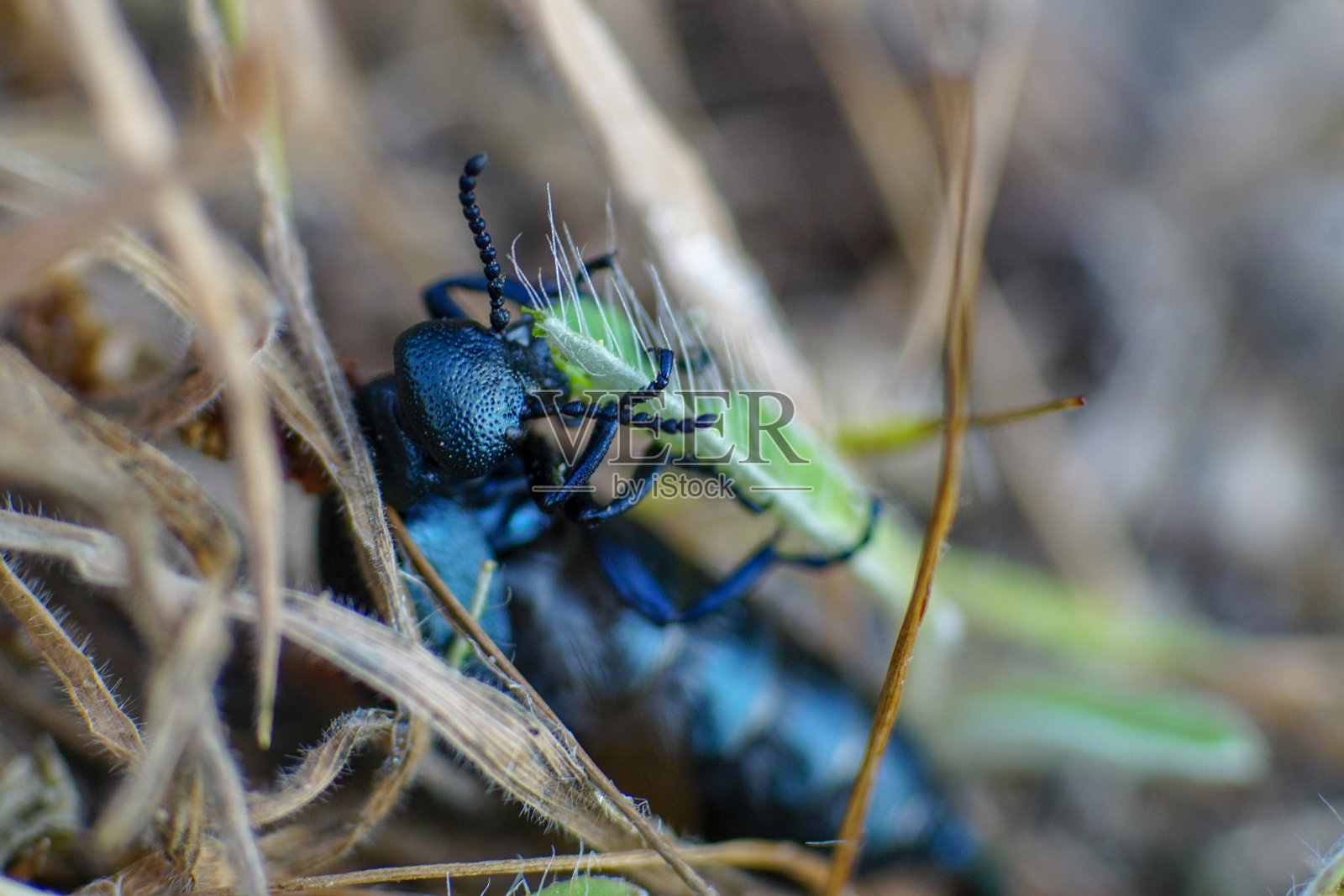 这是一只黑油甲虫在啃草的微距照片照片摄影图片