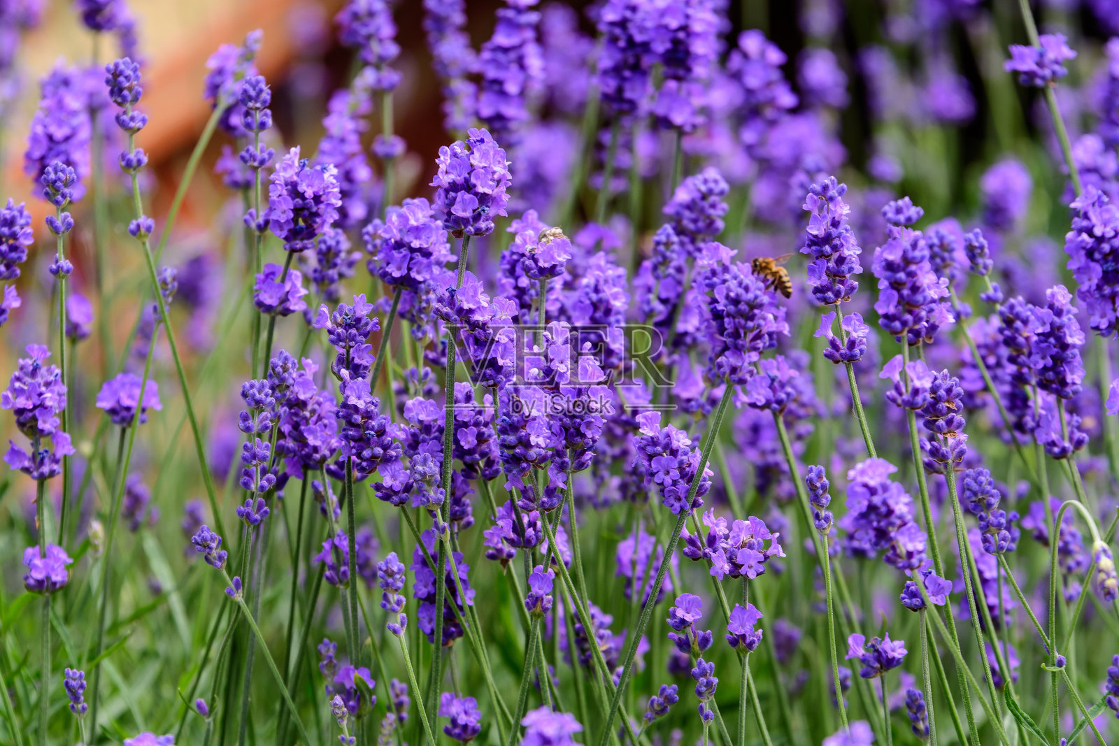 许多小的蓝色薰衣草花在一个阳光明媚的夏日在苏格兰，英国，选择性的焦点，美丽的户外花卉背景照片摄影图片