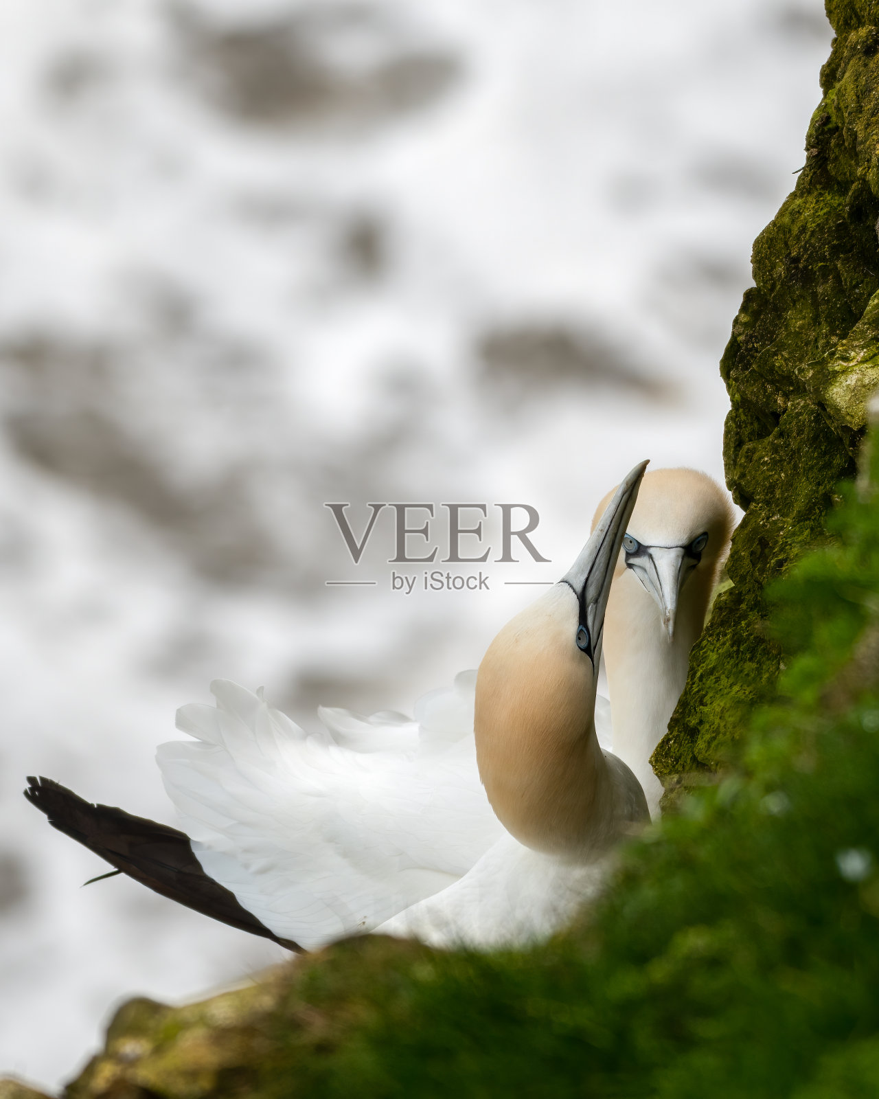 一对塘鹅在本顿悬崖筑巢照片摄影图片
