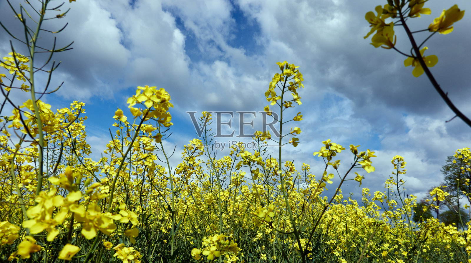 黄澄澄的油菜田前面是一片蓝天和许多云彩照片摄影图片