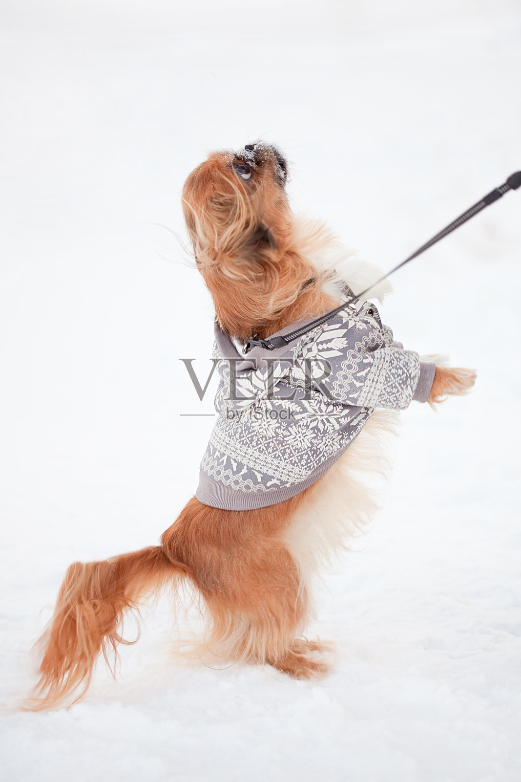 小哈巴狗穿着漂亮的夹克和雪照片摄影图片
