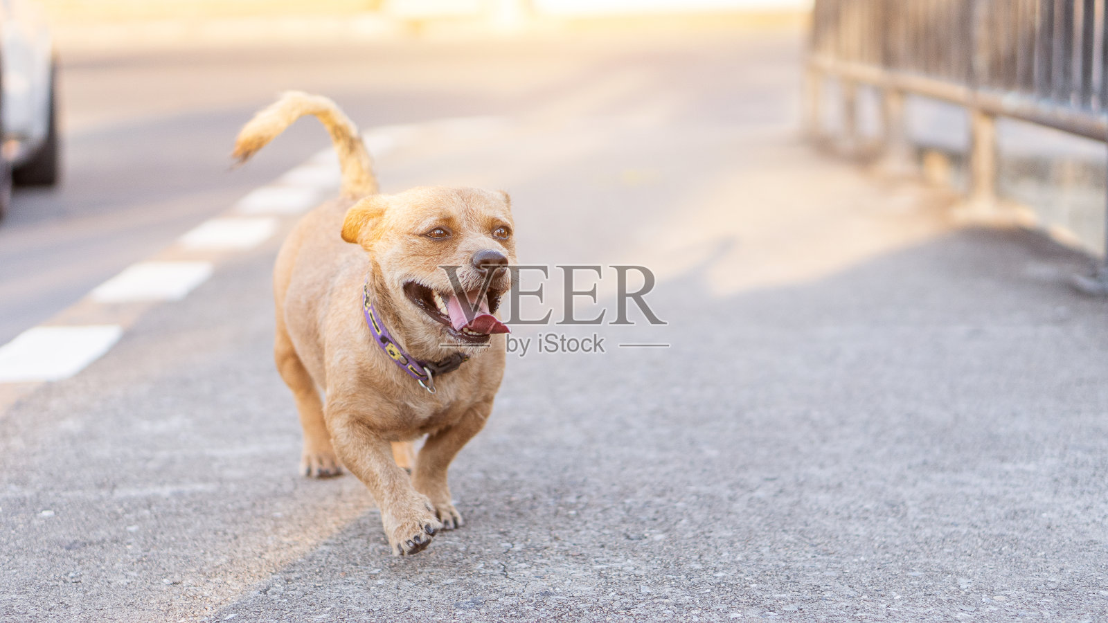 在地上有趣地奔跑的棕色头发的狗。照片摄影图片