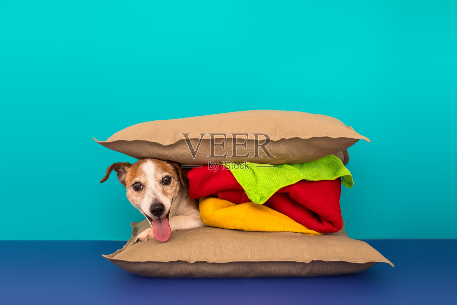 枕头汉堡和可爱的狗照片摄影图片