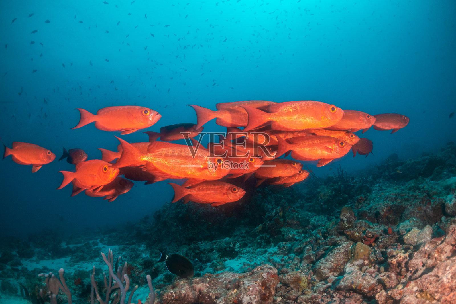 水下五彩缤纷的珊瑚和成群的红色鱼类照片摄影图片