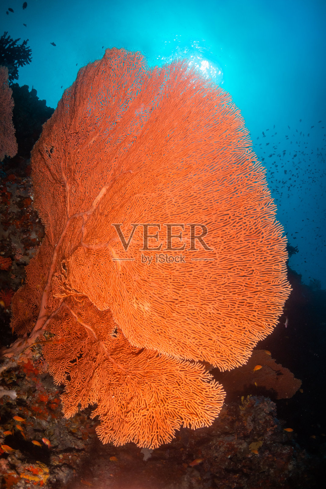 柳珊瑚海扇在清澈的蓝色水照片摄影图片