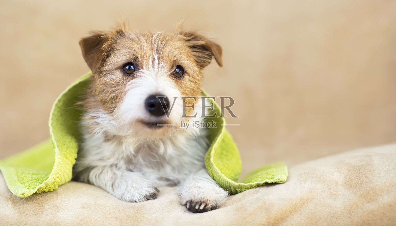 宠物美容概念，毛茸茸的快乐狗狗狗与毛巾照片摄影图片