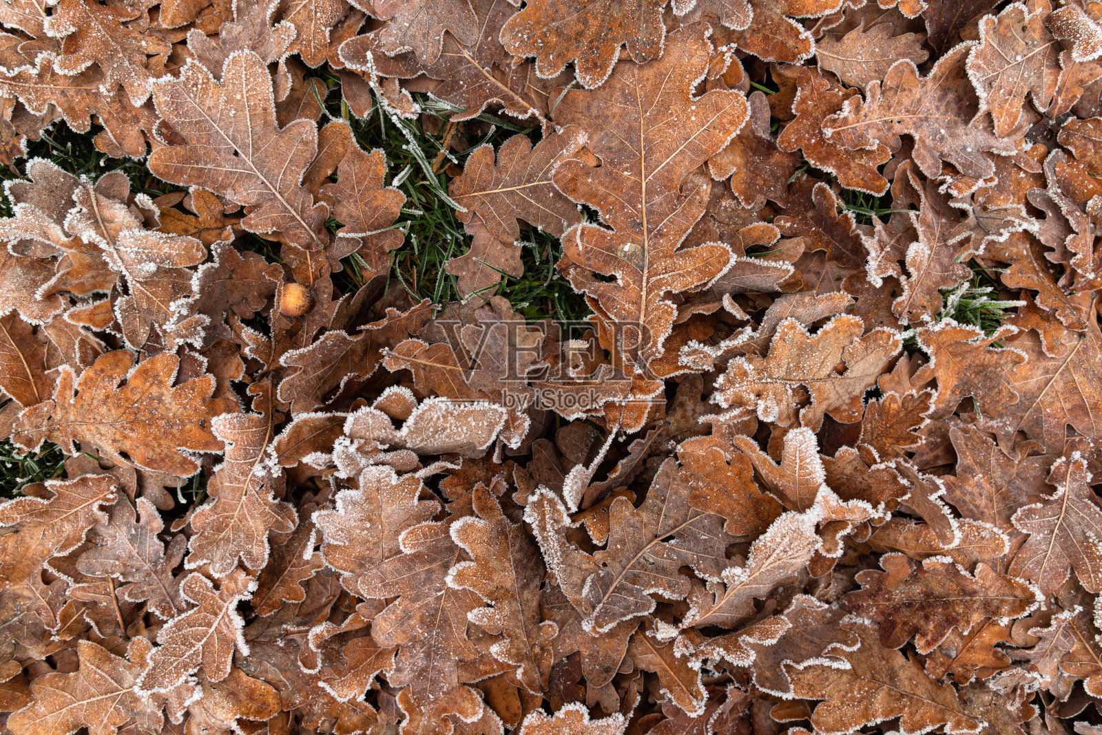 冬天落红橡树叶在霜和一个橡子躺在绿色的草地上，自然的模式照片摄影图片