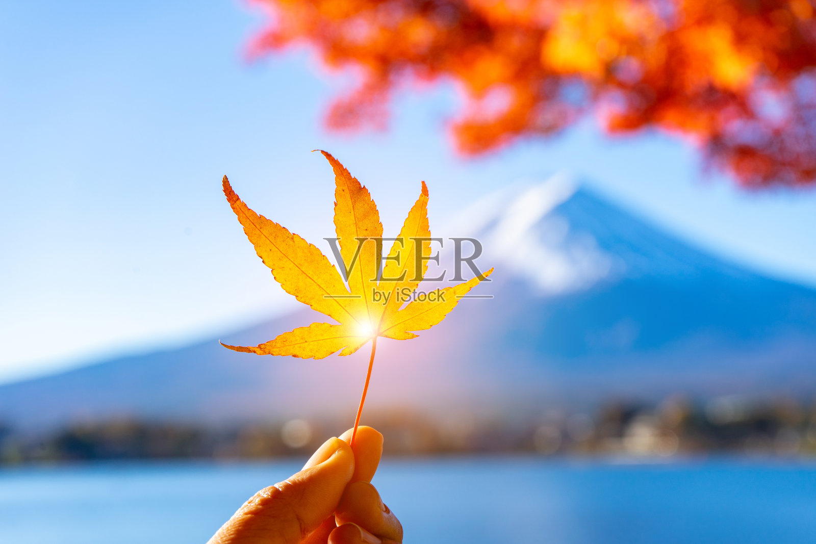 以富士山为背景的手指上的枫叶。照片摄影图片
