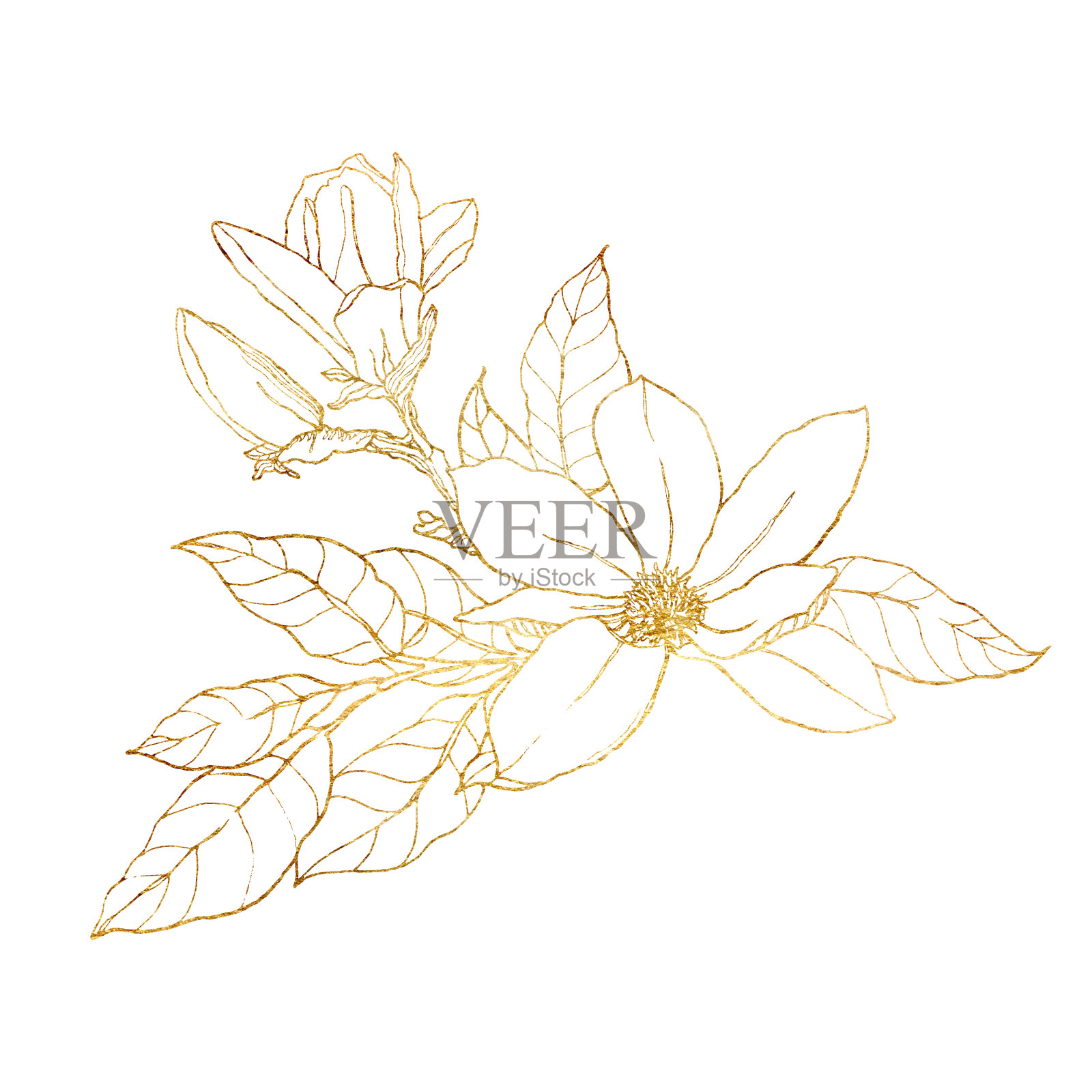 水彩金卡与线条艺术木兰。手绘花卉插图与花，枝，叶和芽孤立在白色的背景。适用于弹簧设计、印花、织物或背景。插画图片素材