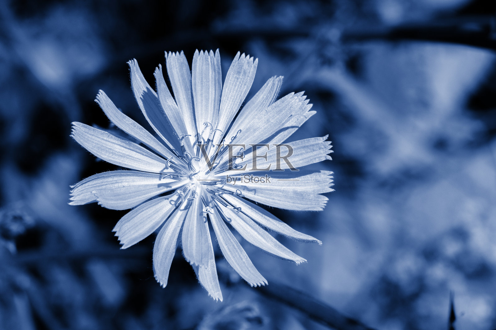 大花菊苣自然特写，背景壁纸背景时尚经典蓝色。花菊苣药草照片摄影图片